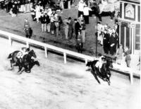 WAR ADMIRAL