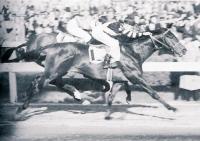 WAR ADMIRAL
