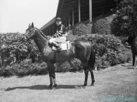 WAR ADMIRAL