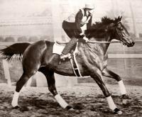 WAR ADMIRAL