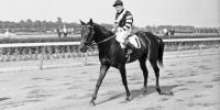 WAR ADMIRAL
